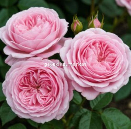 Роза Мария Тереза 1шт флорибунда (Сем Алт)