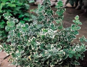 Бересклет Форчуна Эмералд Гайети (С2)