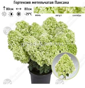 Гортензия метельчатая Пансана С5 ГлХ 
