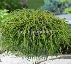 Скриншот 15-04-2026 152313