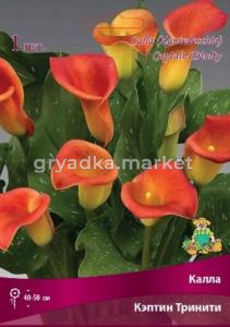 Калла Кэптин Тринити 1шт 14-16