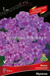 Флокс метельчатый Мулатка 1шт (сиренево-пурпурный с пепельно-серебристым налетом, h80см, l) 