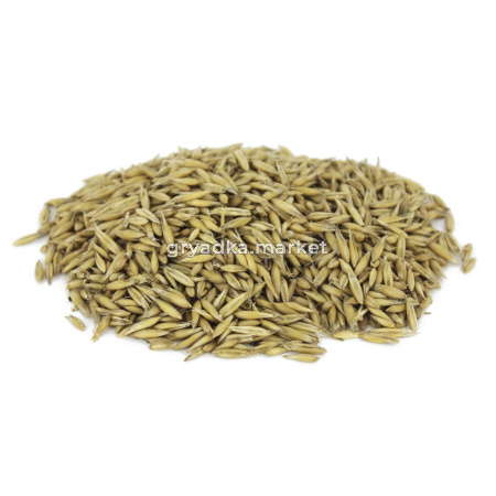 Овес 25кг-ПОДХОДИТ ДЛЯ ОСЕННЕГО ПОСЕВА-ценное кормовое растение