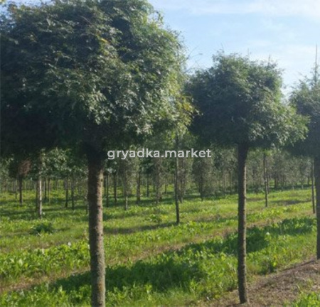 Гледичия трёхколючковая (Gleditsia triacanthos Globosa) C5 Pa Н100 - 120