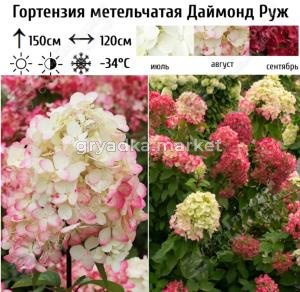 Гортензия метельчатая Даймонд Руж С3 ГлХ 
