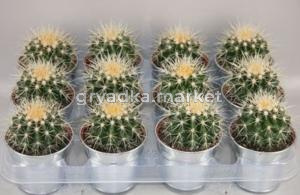 Эхинокактус Грузони С9,5 Н10