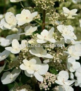 Гортензия метельчатая Тардива (С2-С3)