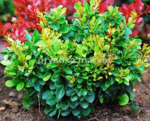 Барбарис Тунберга (Berberis thunbergii Kobold) C3 Н20 - 25