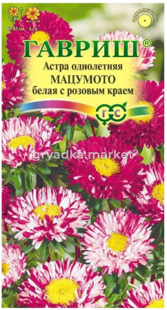 Астра Мацумото белая с розовым краем 0,3г Одн 65см (Гавриш)
