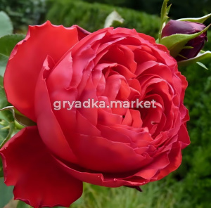 Роза Травиата чайно-гибридная (пионовидная) 1шт (БиоМастер)