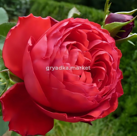 Роза Травиата чайно-гибридная (пионовидная) 1шт (БиоМастер)