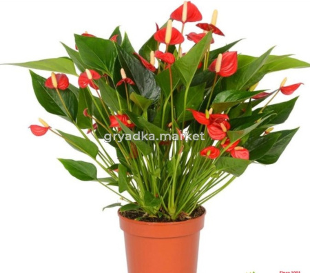 Антуриум андрианум Многоцветковый Красный, комп. (D-12)