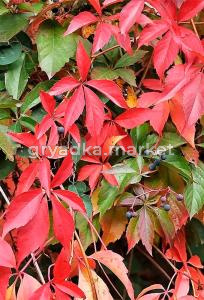 Виноград девичий С3 (Никитенко)