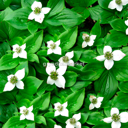 Дерен канадский C5 20-30 1