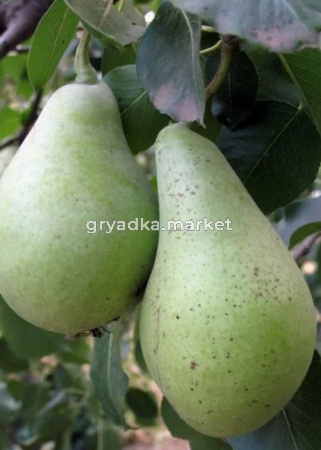 Скриншот 14-04-2026 155217