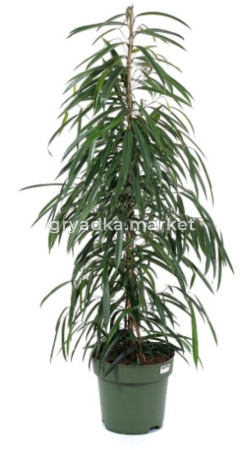 Фикус биннедика Али, пал. (D-21; H-105)