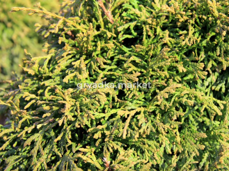 Туя западная Литтл Джем Н40+ WRB (Монблан)