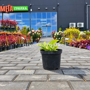 Хоста Зибольда Фрэнсиз Вилльям СЗ (ПМ)