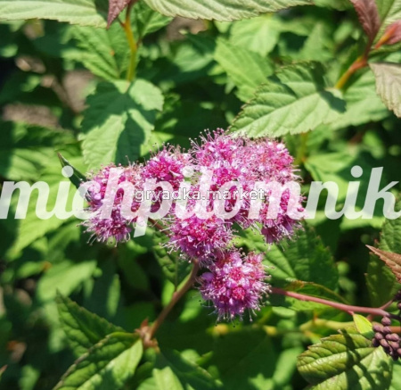 Спирея японская Зигунерблют (Питомник Грезневых)