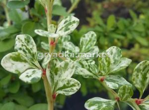 Барбарис Тунберга (Berberis thunbergii Silver Rocket PBR) C3 Н30 - 40