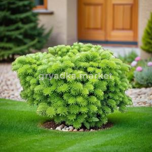 Пихта корейская Тундра C7,5 20-30 1