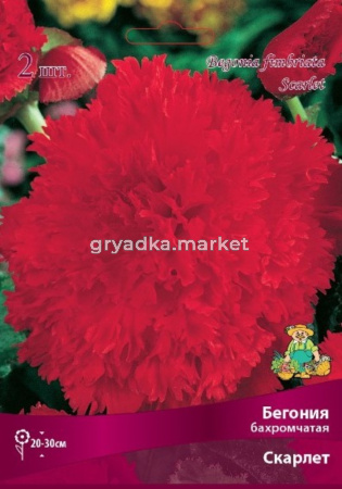 Бегония бахромчатая Скарлет 2шт.4-5