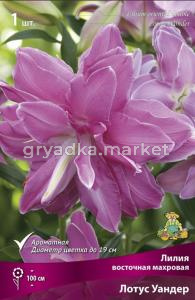 Лилия Восточная Лотус Уандер (1шт, лилово-розовый с тонкой белой каймой, Ø19см, 14-16, h100см)