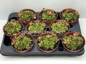 Анакампсерос Рыжевато-розовые Губы С10,5 H10