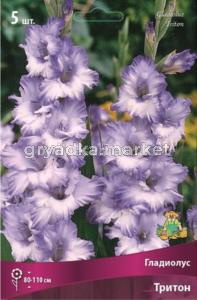 Гладиолус крупноцветковый Тритон (светло-лавандовый с фиолетовой каймой, 80-110см, 5шт, 12-14)