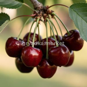 Вишня Любская