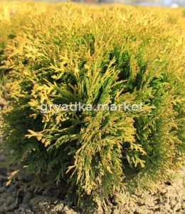 Туя западная Мириам Н30+ WRB (Монблан)