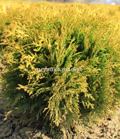 Туя западная Мириам Н30+ WRB (Монблан)