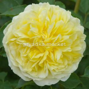 Роза английская Пилигрим v5 Lav