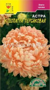 Астра Клеопатра Персиковая Цвет.сад.