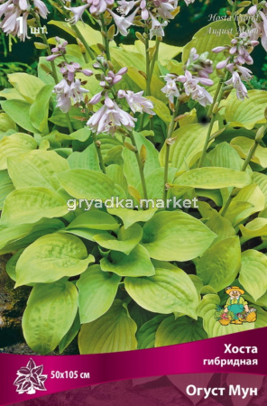 Хоста гибридная Огуст Мун 1шт (цветки бледно-лиловые)