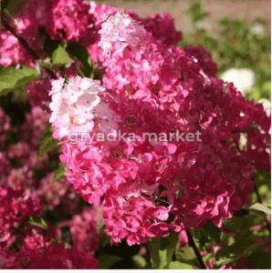 Гортензия метельчатая  Самарская Лидия С3 ФР-22