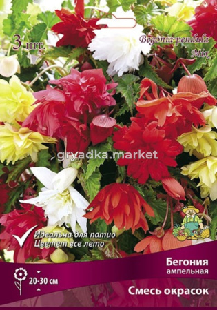 Бегония смесь Ампельная окрасок 3шт.5-6 -бел,красн,желт,оранж