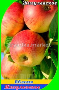 Яблоня Жигулевское 2022 гп позднеосенний сорт (V8)