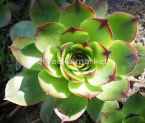 Молодило кровельное, C2