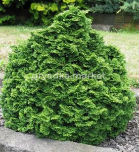 Скриншот 15-04-2026 152213