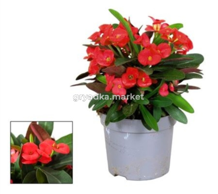 Молочай Милии Олимпия С13 Н25