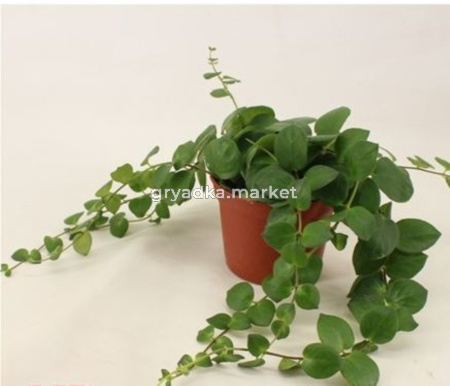 Эсхинантус Полька Гроен розовый, подвесной С12 H15