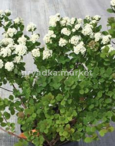 Спирея березолистная С3