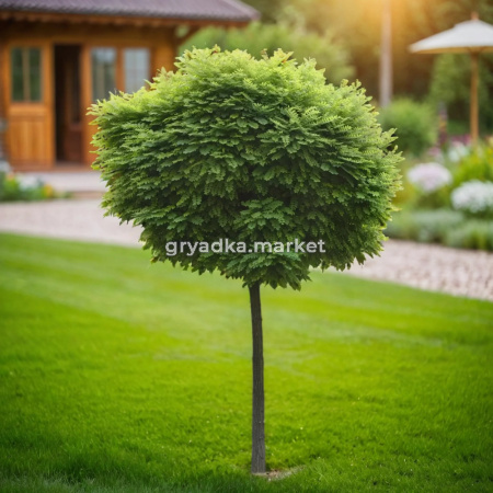 Робиния Умбракулифера C7,5 1