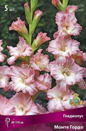 Гладиолус крупноцветковый Монте Гордо 5шт (розовый с кремовым горлом, 12-14)