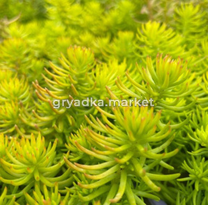 Очиток отогнутый 