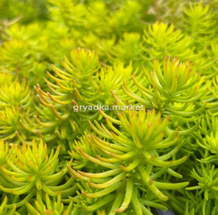 Очиток отогнутый 