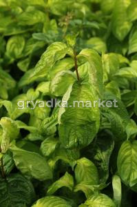 Вейгела цветущая (Weigela florida LIME MONSTER BRS1 PBR) C3 Н30 - 40