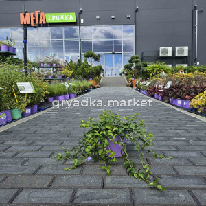 Барвинок малый Ла Грэйв (ЛФ)