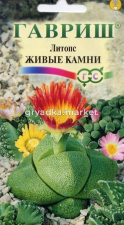 Литопс Живые камни 5шт Гавриш